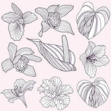 Fototapeta Set of vector tropical flowers