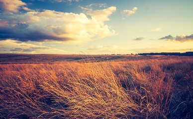 Vintage photo of withered grassland