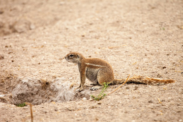 African ground squirrel, Kalahari desert, Botswana.