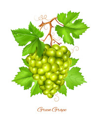 Green grape cluster with green leaves.