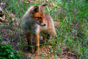 A red fox pup listening to something