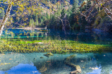 Beautiful pond in Jiuzhaigou national park