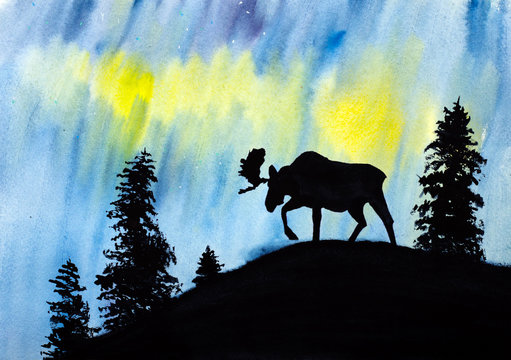 moose and northern lights