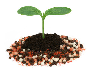 Plant in chemical fertilizer
