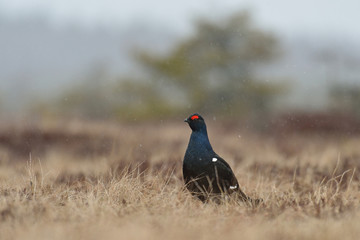 Black grouse in the snowfall