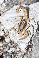yellow scorpion, Buthus occitanus