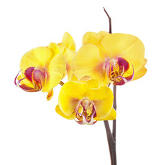 Fototapeta na wymiar Blooming twig of yellow purple orchid isolated on white backgrou