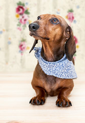 Red dachshund dog with sun glasses or bow tie scarves