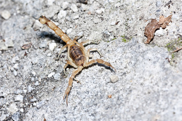 yellow scorpion, Buthus occitanus