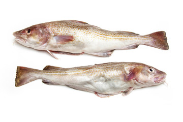 Whole cod fishes