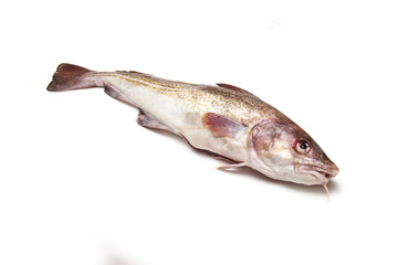 Whole cod fish