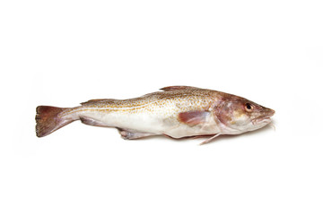 Whole cod fish
