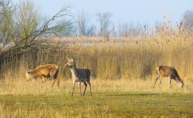 Red deer grazing in a field near a lake