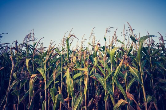 Vintage photo of corn field