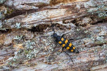 Beetle on a tree stump