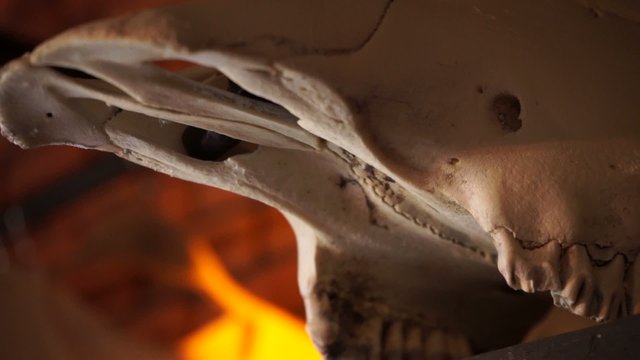 Skull large cloven-hoofed animals