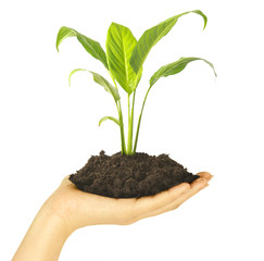 plant in female hands
