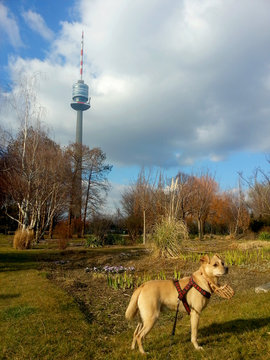 Hund im Donaupark Wien