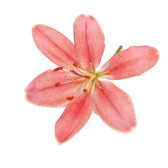 Lily flower isolated on white background