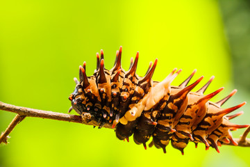 Caterpillar  golden birdwing