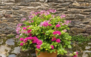 Fototapeta na wymiar Pot of vivid pink hydrangeas against an ancient stone wall in a