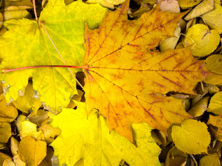 Yellow Leaves