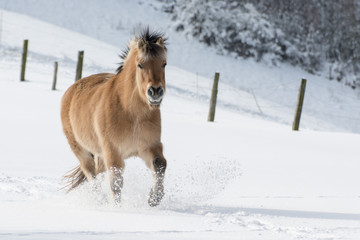 Pferd läuft durch den Schnee