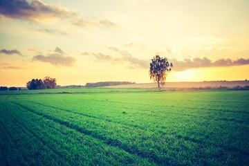 Vintage photo of green cereal field