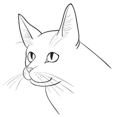portrait of a cat