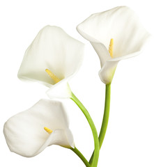 Three white flowers - obrazy, fototapety, plakaty