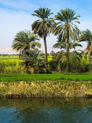 Nile riverside with palms in Egypt