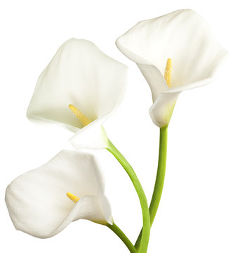Fototapeta Three white flowers