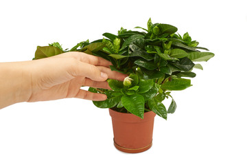 Gardenia plant in a pot isolated on white background
