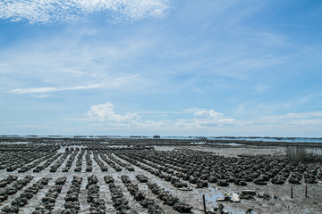 Obraz premium Oyster farm Ban Ang Sila, Thailand