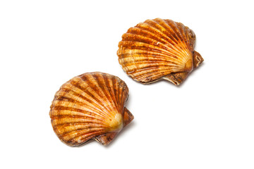 Scallops