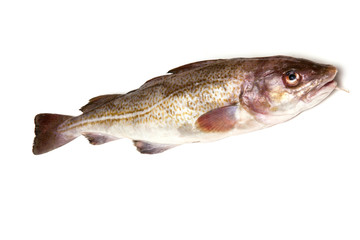 Whole cod fish