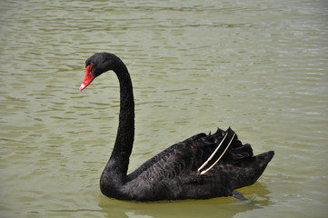 Black Swan