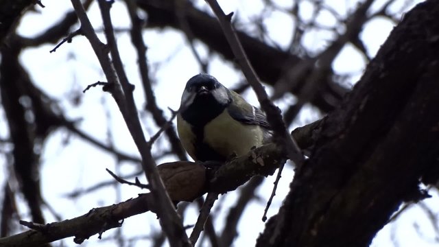 Tit eating a nut