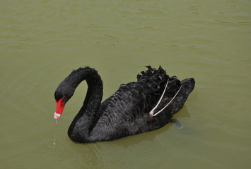 Naklejka premium Black Swan