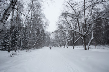 Fototapeta na wymiar Magical winter forest