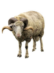 Sheep ram with horns isolated over white