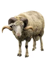 Printed kitchen splashbacks Sheep Sheep ram with horns isolated over white