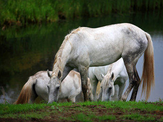 Obraz na płótnie Canvas Horses grazing in river valley