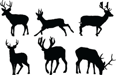 silhouettes of the deer