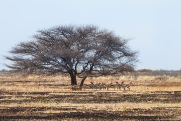 Herd of Springbok antelopes, Kalahari desert, Botswana.