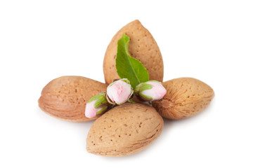 Almond Whith Flower