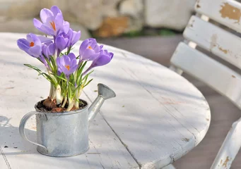 Fotobehang Krokussen crocus en pot sur table en terrasse