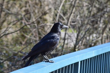 Krähe