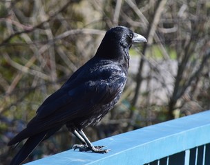 Krähe