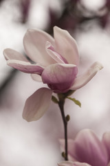 magnolia blooming  on tree